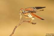 BIRDS OF THE WESTERN US
